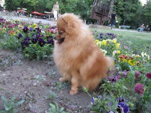 Прикачена снимка