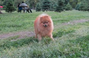 Прикачена снимка