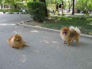 Прикачена снимка