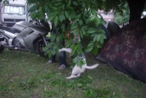 Прикачена снимка