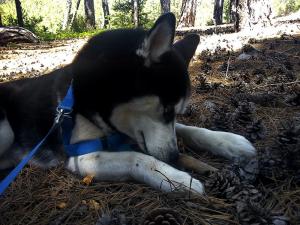 Прикачена снимка