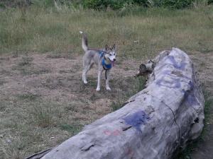 Прикачена снимка