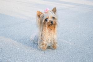 Прикачена снимка