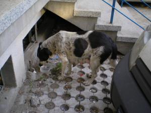 Прикачена снимка