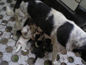 Прикачена снимка