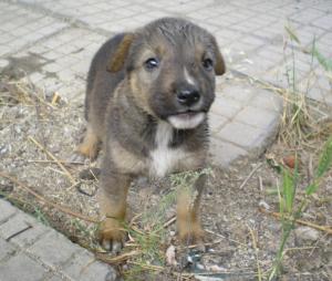 Прикачена снимка