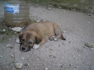 Прикачена снимка