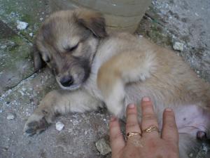 Прикачена снимка
