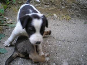 Прикачена снимка