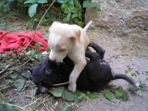 Прикачена снимка