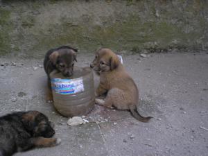 Прикачена снимка