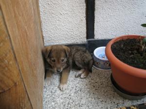 Прикачена снимка