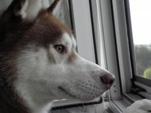 Прикачена снимка