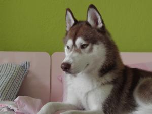 Прикачена снимка