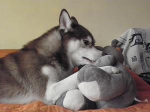 Прикачена снимка