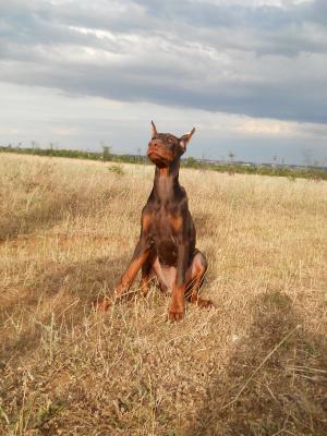 Прикачена снимка