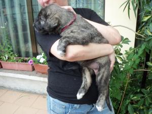 Прикачена снимка