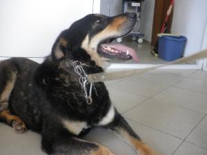 Прикачена снимка