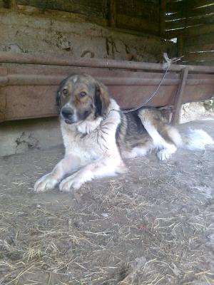 Прикачена снимка