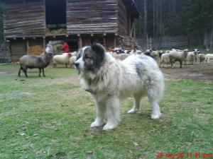 Прикачена снимка