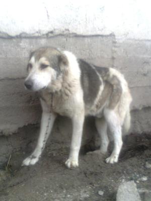 Прикачена снимка