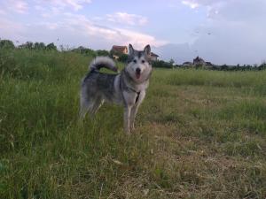 Прикачена снимка
