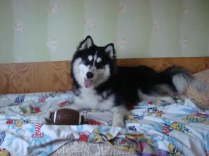 Прикачена снимка