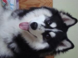 Прикачена снимка