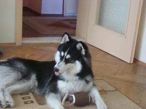 Прикачена снимка