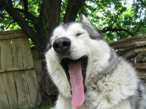 Прикачена снимка