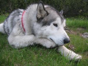 Прикачена снимка