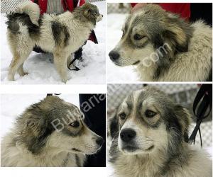 Прикачена снимка