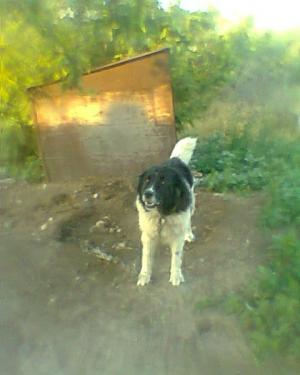 Прикачена снимка