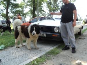 Прикачена снимка