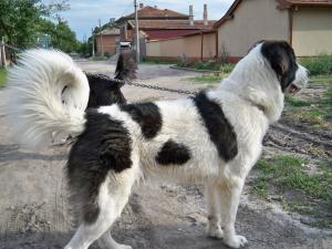 Прикачена снимка
