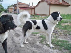 Прикачена снимка