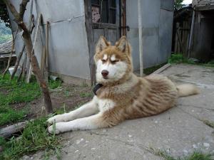 Прикачена снимка