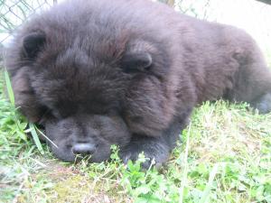 Прикачена снимка