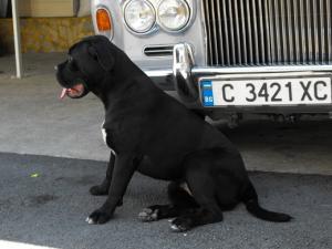 Прикачена снимка