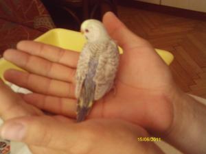 Прикачена снимка