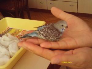 Прикачена снимка