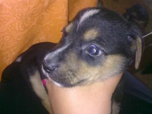 Прикачена снимка