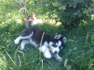 Прикачена снимка