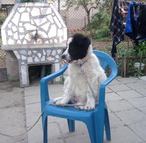 Прикачена снимка