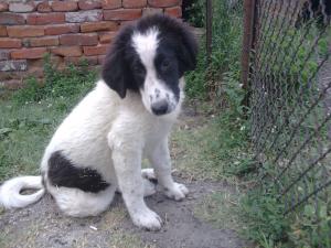 Прикачена снимка