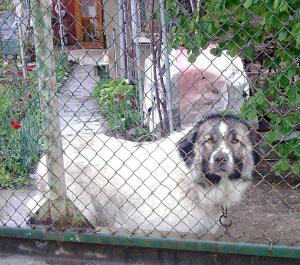 Прикачена снимка
