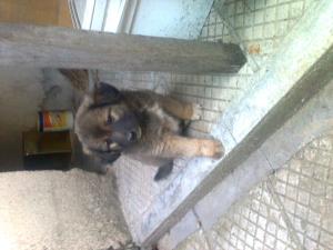 Прикачена снимка