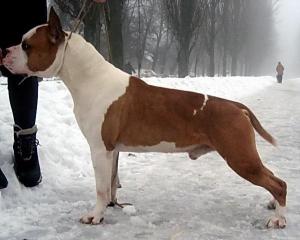 Прикачена снимка