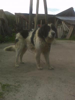 Прикачена снимка