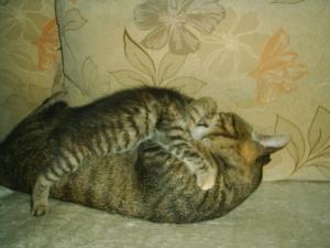 Прикачена снимка